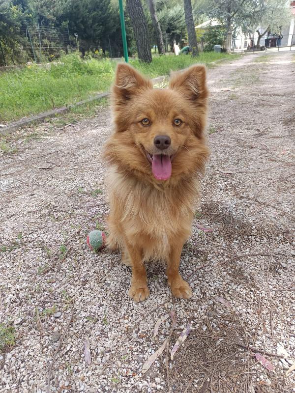Cagnolino 1 anno super simpatico Foto 4