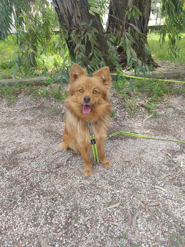 Cagnolino 1 anno super simpatico Foto 5