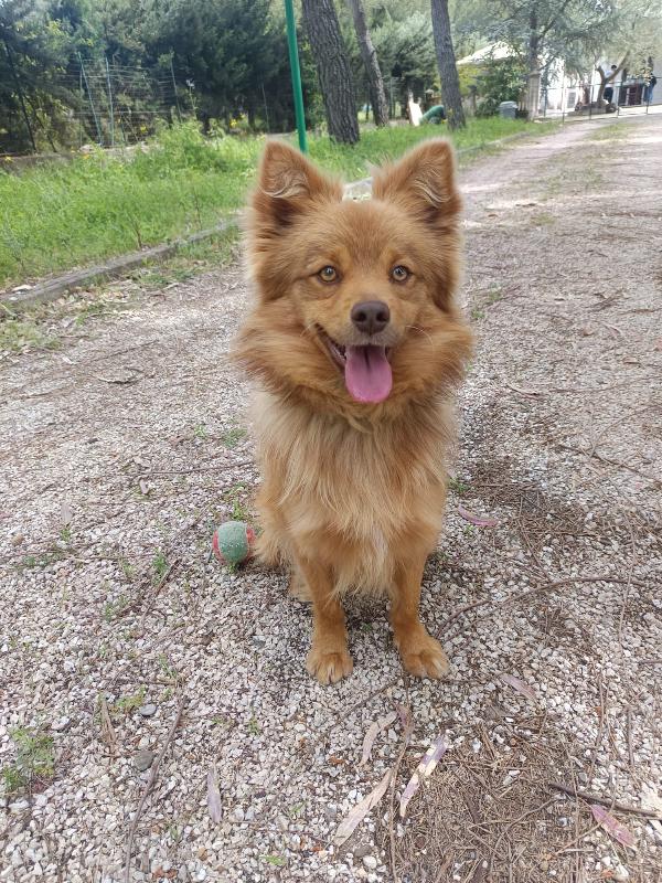 Cagnolino 1 anno super simpatico Foto 6