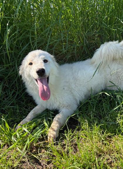 Molly, Un Raggio Di Sole In Canile