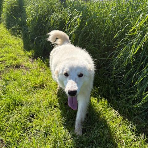 Molly, un raggio di sole in canile Foto 2