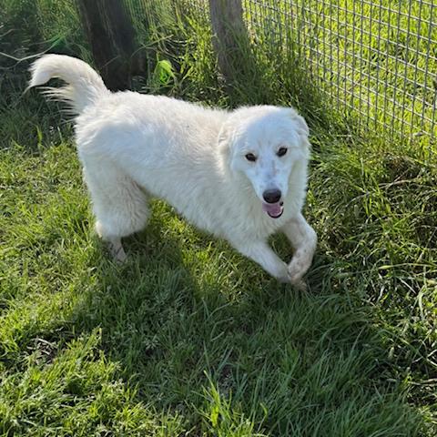 Molly, un raggio di sole in canile Foto 3