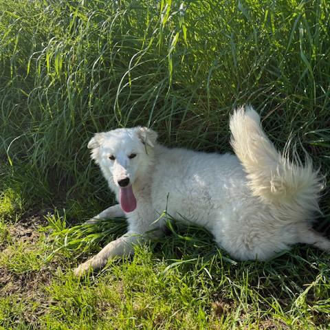 Molly, un raggio di sole in canile Foto 4