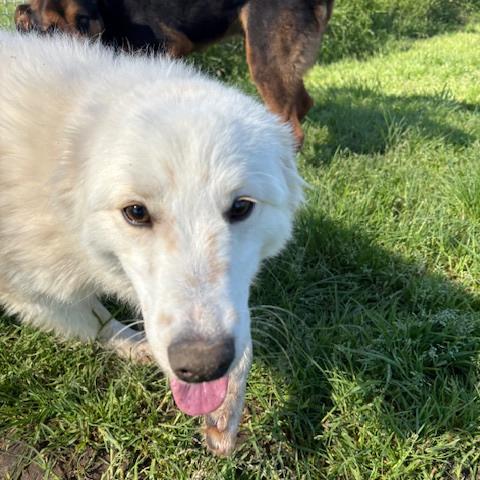 Molly, un raggio di sole in canile Foto 5