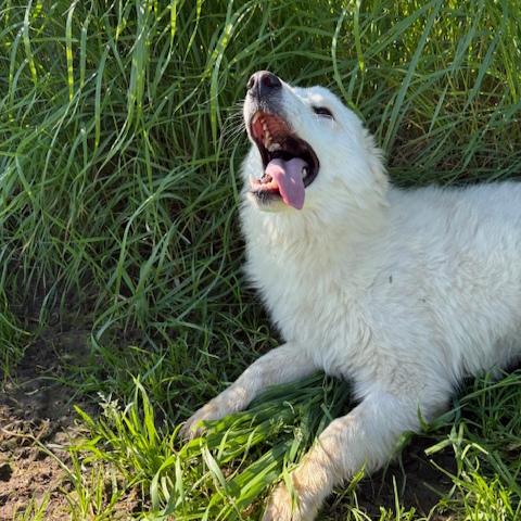 Molly, un raggio di sole in canile Foto 6