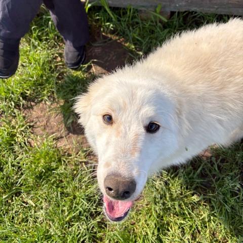 Molly, un raggio di sole in canile Foto 7