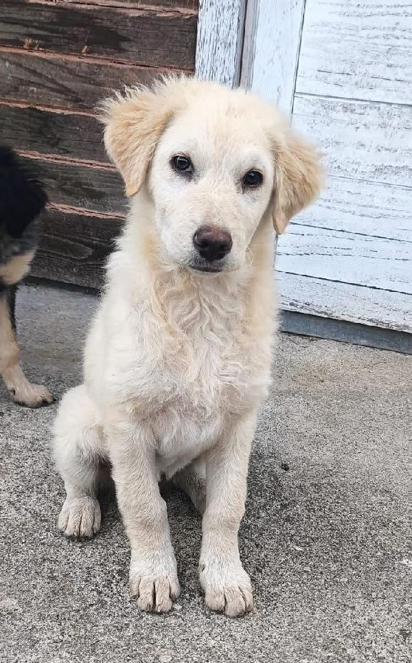 Vanilla Cucciola Simil Golden Che Ama I Mici