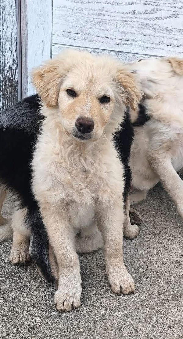 Cipria Cucciola Simil Golden Che Ama I Mici