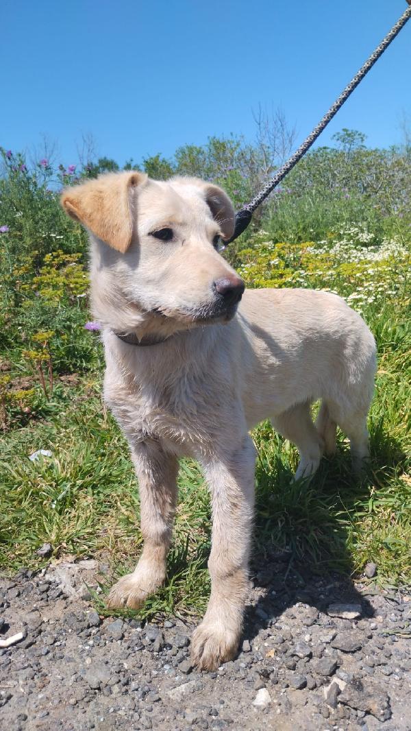 Norah Splendida Cucciolotta Simil Labrador Cerca Casa 