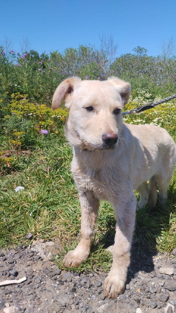Norah splendida cucciolotta simil Labrador cerca casa  Foto 3
