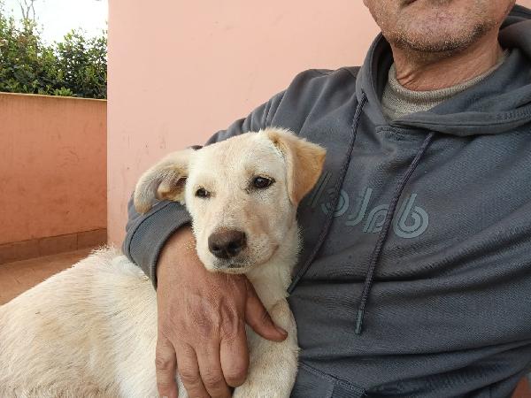 Norah splendida cucciolotta simil Labrador cerca casa  Foto 2