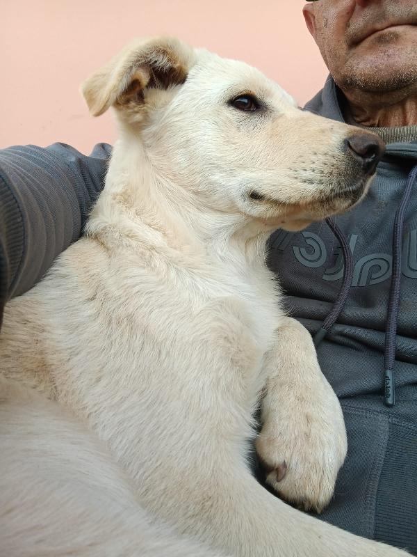 Norah splendida cucciolotta simil Labrador cerca casa  Foto 5