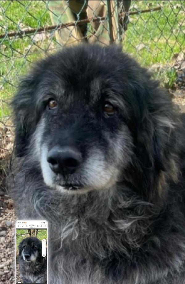 Mix Pastore Caucaso Adulto Non Conosce Nulla Che Il Canile Roma