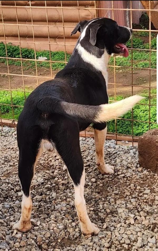 Drago/Lara 10mesi mix Pitbull crescono in rifugio.COSENZA Foto 2