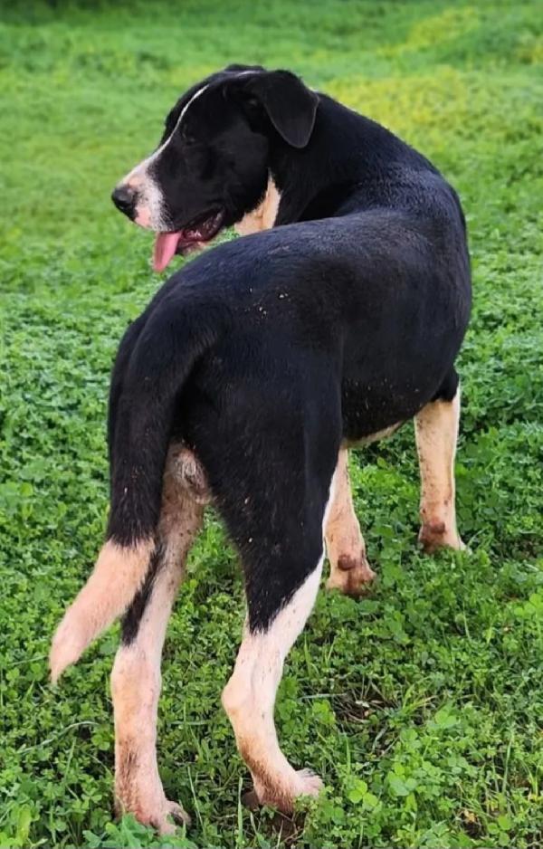 Drago/Lara 10mesi mix Pitbull crescono in rifugio.COSENZA Foto 4