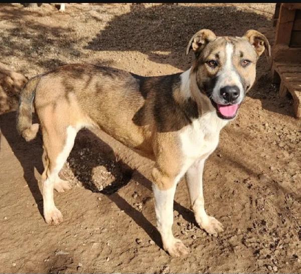 Drago/Lara 10mesi mix Pitbull crescono in rifugio.COSENZA Foto 5