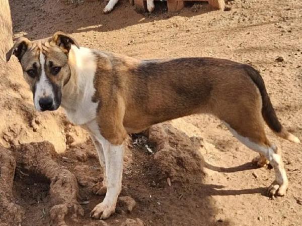 Drago/Lara 10mesi mix Pitbull crescono in rifugio.COSENZA Foto 6