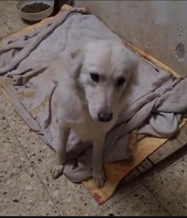 Vera 3anni vive in garage con 1suo figlio.COSENZA Foto 4