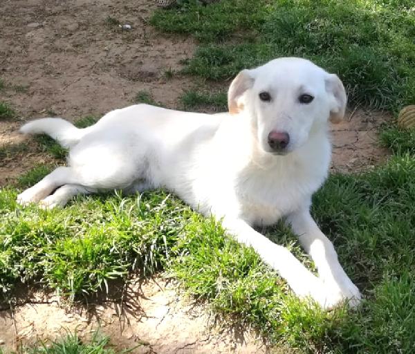 Merlino Ha Bisogno Di Una Famiglia 