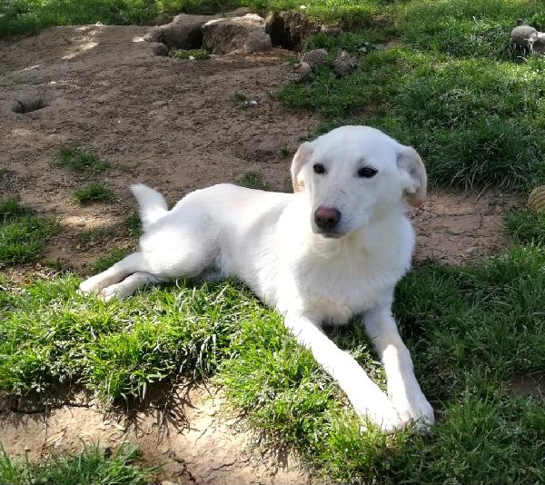 MERLINO HA BISOGNO DI UNA FAMIGLIA  Foto 2