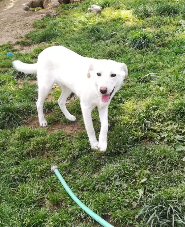 MERLINO HA BISOGNO DI UNA FAMIGLIA  Foto 3