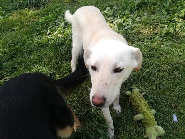 MERLINO HA BISOGNO DI UNA FAMIGLIA  Foto 4