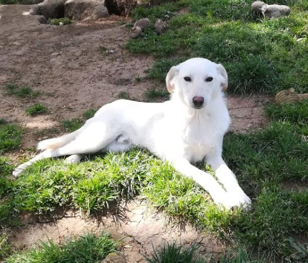 MERLINO HA BISOGNO DI UNA FAMIGLIA  Foto 5