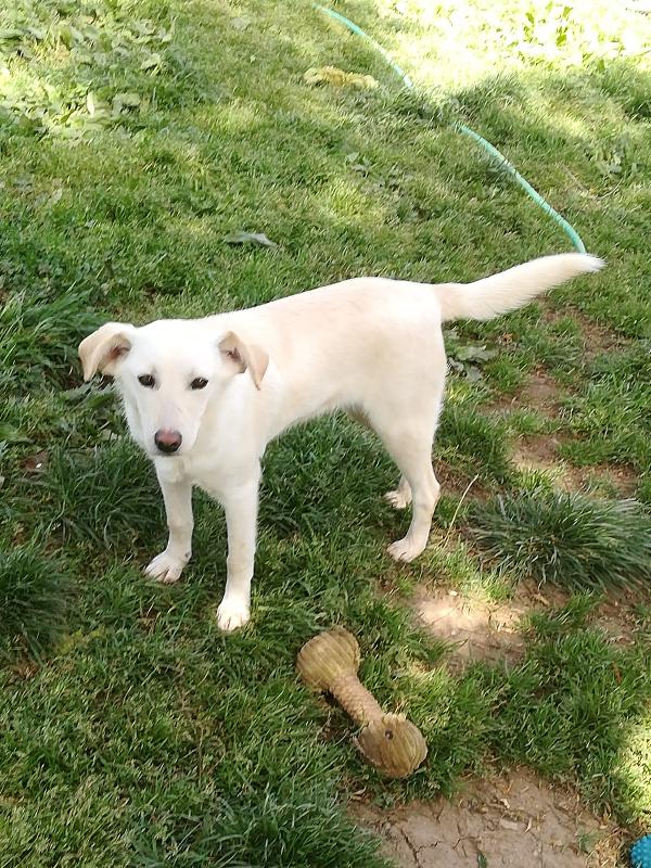 MERLINO HA BISOGNO DI UNA FAMIGLIA  Foto 6