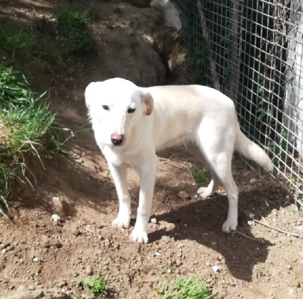MERLINO HA BISOGNO DI UNA FAMIGLIA  Foto 7