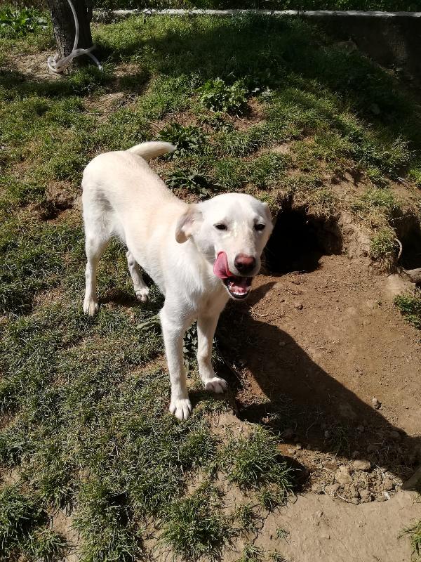 MERLINO HA BISOGNO DI UNA FAMIGLIA  Foto 8