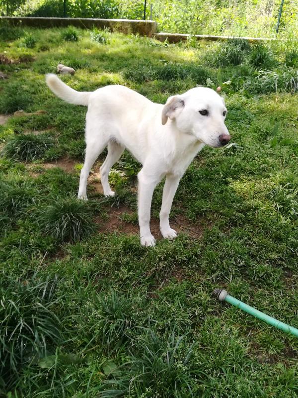MERLINO HA BISOGNO DI UNA FAMIGLIA  Foto 9