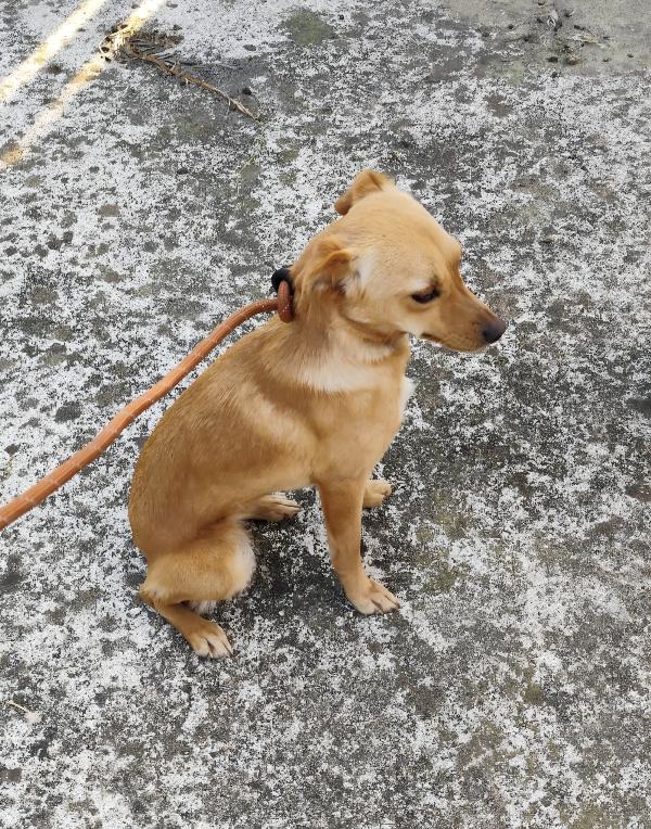 Ballerina E Cappuccina Cagnoline Taglia Piccola 