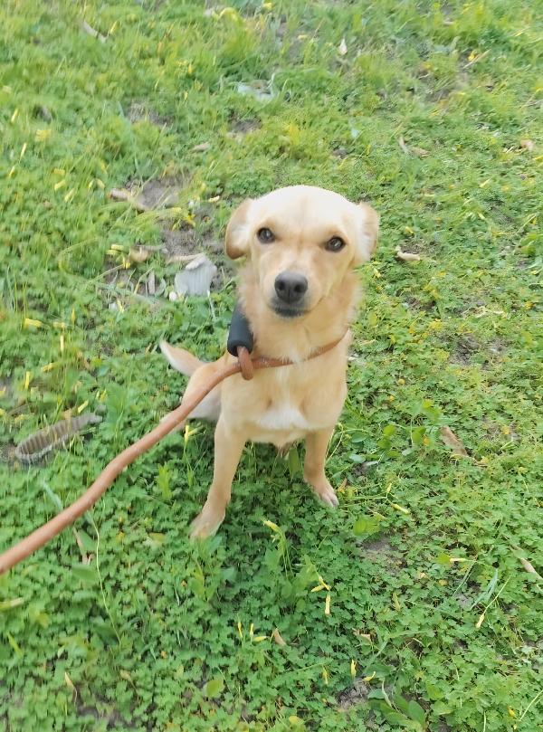 Ballerina e Cappuccina cagnoline taglia piccola  Foto 2