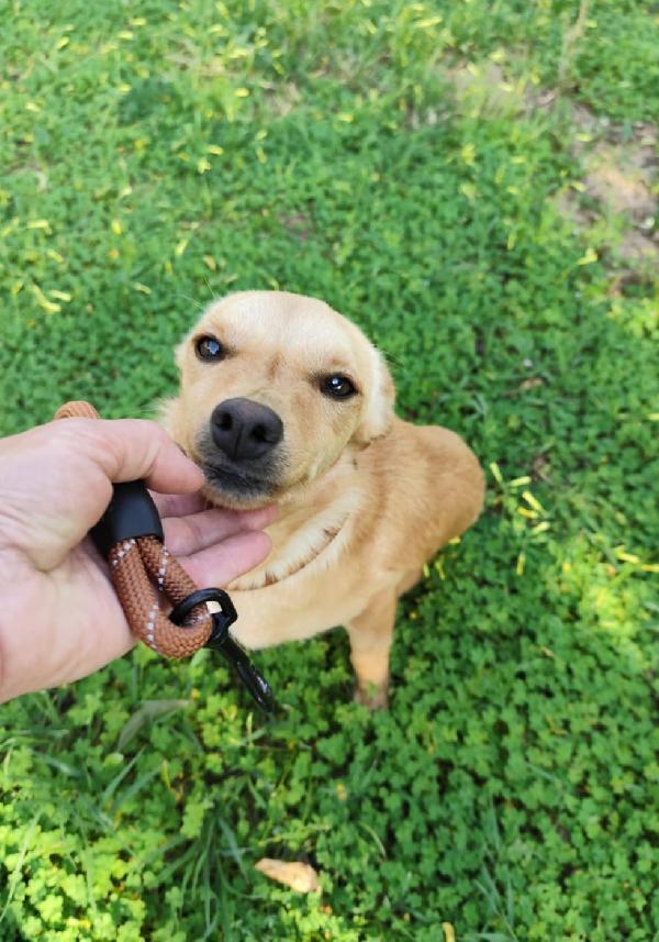 Ballerina e Cappuccina cagnoline taglia piccola  Foto 3