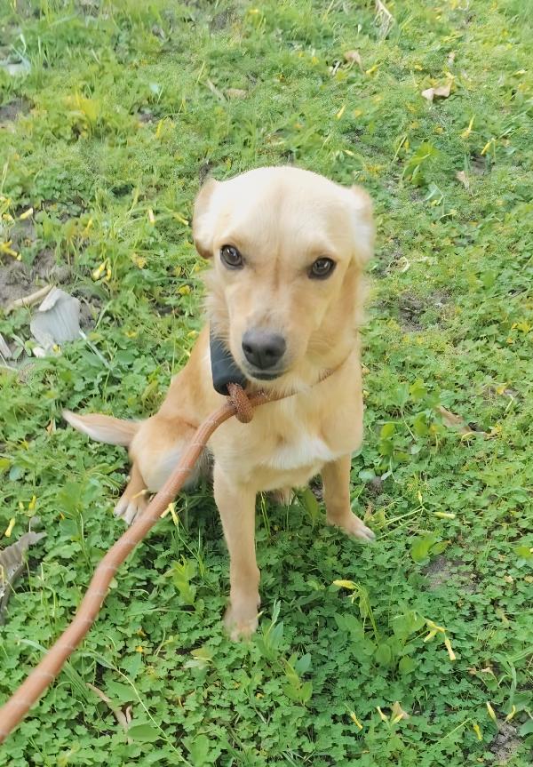 Ballerina e Cappuccina cagnoline taglia piccola  Foto 4
