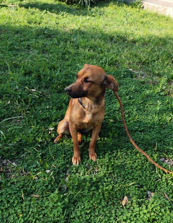 Ballerina e Cappuccina cagnoline taglia piccola  Foto 5