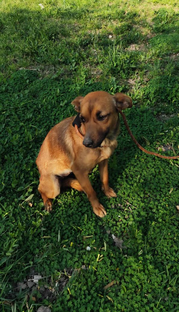 Ballerina e Cappuccina cagnoline taglia piccola  Foto 6