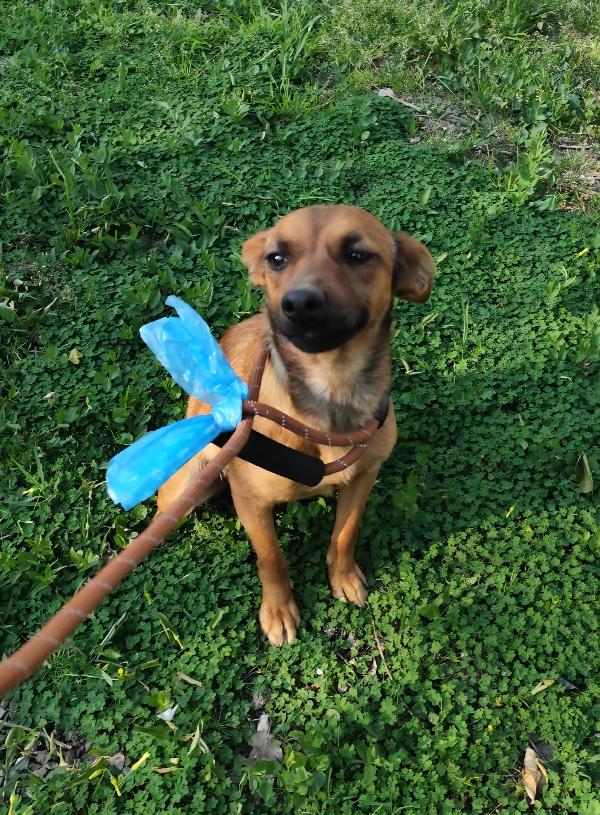 Ballerina e Cappuccina cagnoline taglia piccola  Foto 7