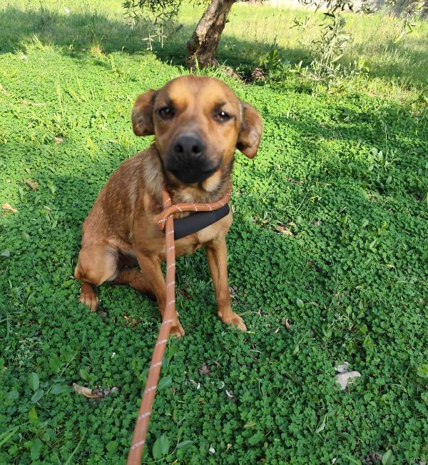 Ballerina e Cappuccina cagnoline taglia piccola  Foto 8