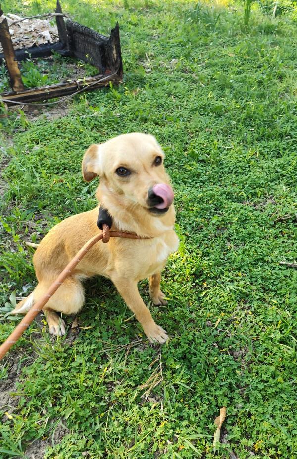 Ballerina e Cappuccina cagnoline taglia piccola  Foto 9