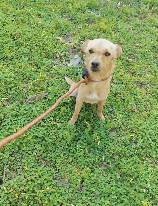Ballerina e Cappuccina cagnoline taglia piccola  Foto 10