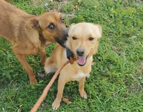 Ballerina e Cappuccina cagnoline taglia piccola  Foto 11