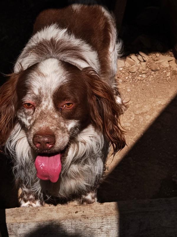 Billy Springer Spaniel