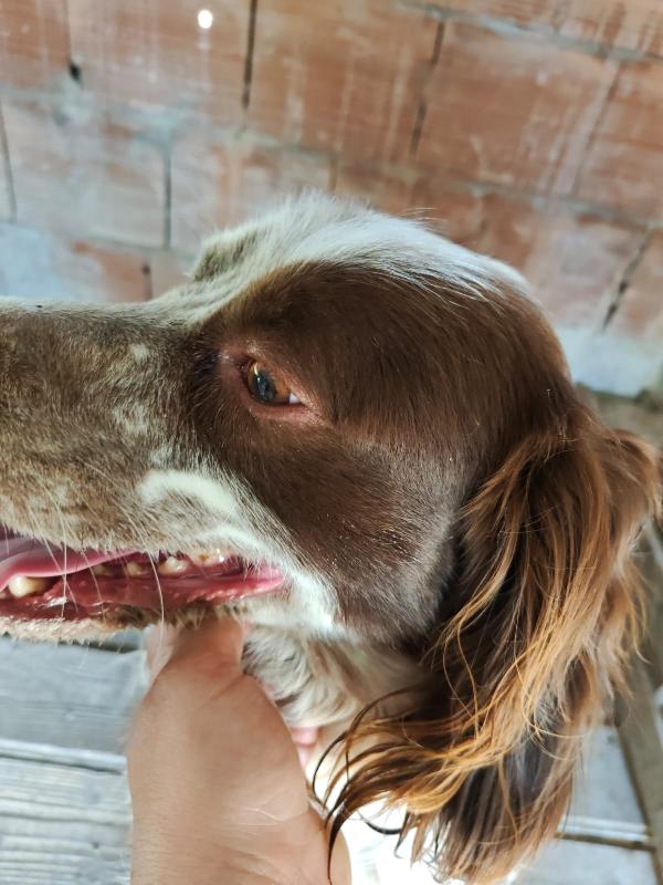 Billy springer spaniel Foto 2