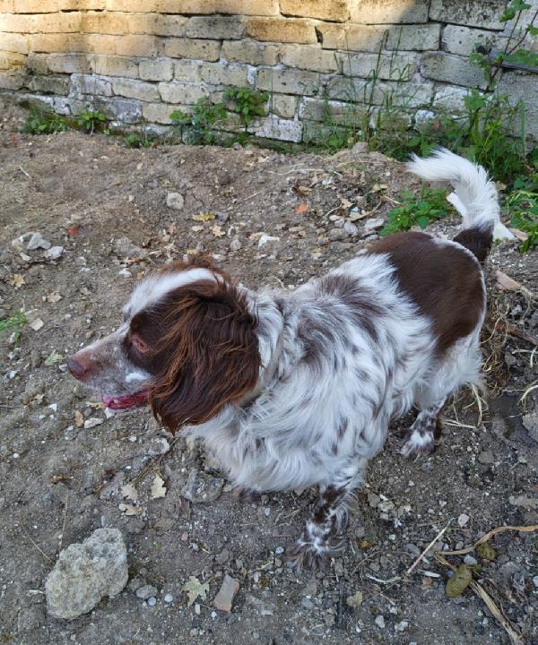 Billy springer spaniel Foto 3