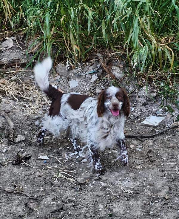 Billy springer spaniel Foto 4