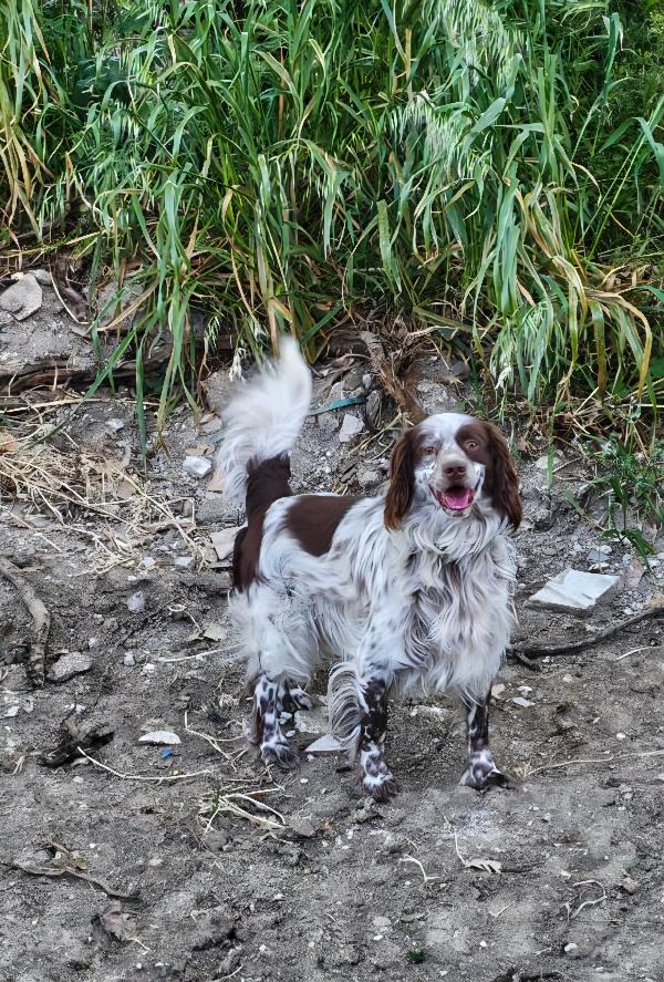 Billy springer spaniel Foto 5