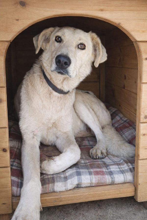 Pluta splendida giovane cagnolina cerca casa  Foto 2