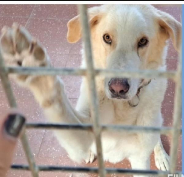Mia Simil Labrador Adulta Mollata Dai Padroni In Canile.lazio