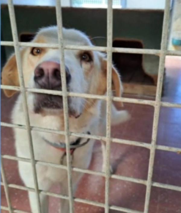 Mia simil Labrador adulta mollata dai padroni in canile.LAZIO Foto 2